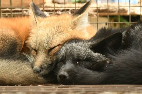 Foxes In Love, Two Foxes, Fox Pictures, Black Fox, Orange Fox, Pet Fox, Pretty Animals, Cute Animals Images, Black Wolf