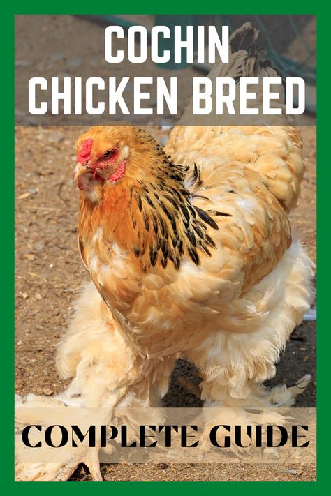 Buff Cochin Chickens, Giant Cochin Chickens, Cochin Chickens Colors, Cochin Bantam Chickens, Bantam Cochin Chickens, Americauna Chickens, Chicken Math, Chicken Board, Cochin Chickens