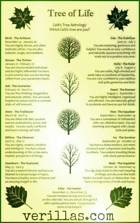 Spiritual Meaning Of Trees, Sycamore Tree Meaning, Pine Tree Meaning, Celtic Tree Calendar, Celtic Zodiac Signs, Celtic Tree Astrology, Tree Meanings, Tree Of Life Meaning, Celtic Zodiac