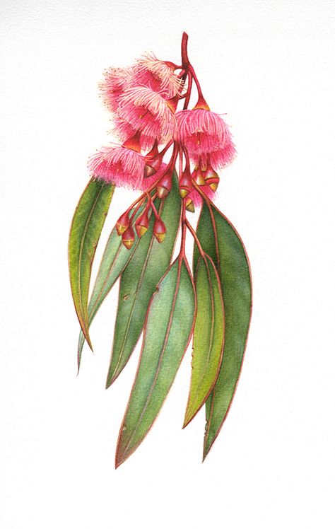 Australian Wildflowers, Australian Flowers, Australian Native Flowers, Australian Native Plants, Australian Flora, Illustration Botanique, 수채화 그림, Australian Native, Plant Drawing