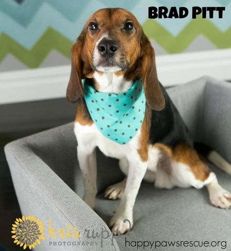 Adoptable beagle in central NJ. Meet one of our newest celebrity releases, the handsome and talented Brad Pitt. Brad is crate-trained, and he gets along with kids, cats and dogs. happypawsrescue.org Adoptable Beagle, Crate Training, Beagle Dog, Cats And Dogs, Brad Pitt, Adoption, Dog Cat, Dogs, Animals