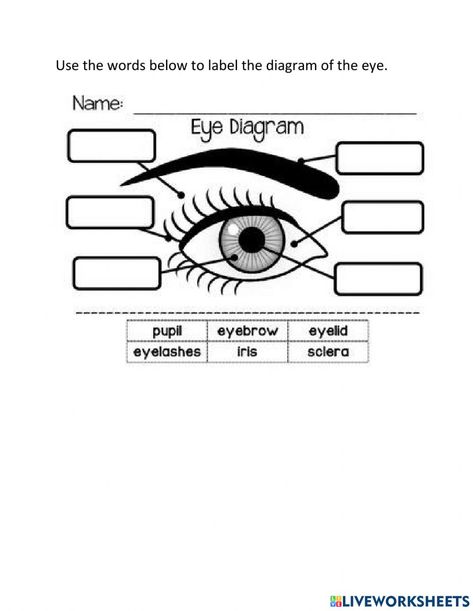 Parts Of The Eyes Worksheet, Parts Of The Eyes Grade 3, Diagram Of The Eye, Parts Of An Eye, Third Grade Homeschool, Parts Of The Eye, Eye Parts, Matching Worksheets, Science Articles