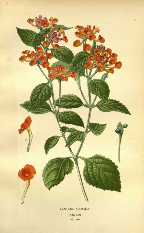 BOTANICAL Lantana Flower, Lantana Camara, Favourite Flowers, Illustration Botanique, Botanical Drawings, Large Picture Frames, Flower Illustration, Flower Images, Botanical Illustration