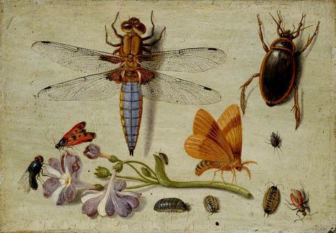 Jan van Kessel (Belgium, 1626-1679).       A cockchafer, beetle, woodlice and other insects, with a sprig of Auricula. Woodlice, Digital Museum, Scientific Illustration, Art Uk, Red Art, Bugs And Insects, Botanical Illustration, Rococo, Botanical Art