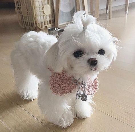 Dog With Long Hair, Korean Maltese, Maltese Dogs Grooming, Dog Grooming Shih Tzu, Griffon Bruxellois, Yorkie Haircuts, Long Haired Dogs, Designer Dogs, French Poodles