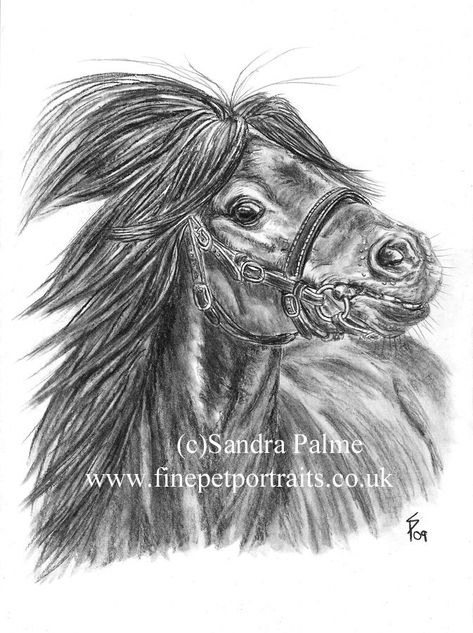 Shetland pony, horse portrait, charcoal drawing, miniature Shetland pony, stallion, pet portrait, horse drawing, horse art, pony portrait, charcoal drawing Miniature Shetland Pony, Horse Art Drawing, Beautiful Horse Pictures, Shetland Pony, Beautiful Horse, Charcoal Drawing, Horse Pictures, Portrait Artist, Horse Art