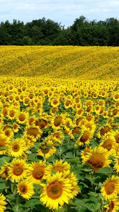 Download Wallpaper 1080x1920 Field, Sunflowers, Landscape, Summer Sony Xperia Z1, ZL, Z, Samsung Galaxy S4, HTC One HD Background Sunflower Photography, Sunflowers And Daisies, Sunflower Pictures, Yellow Sunflowers, Sunflower Garden, Sunflower Wallpaper, Beautiful Flowers Garden, Sunflower Art, Sunset Wallpaper