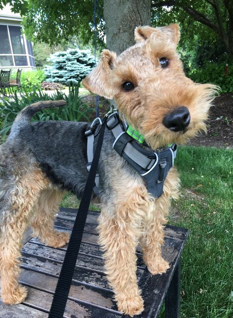 Kipper the Welsh Terrier ❤️ Welsh Terrier Puppy, Airedale Dogs, Lakeland Terrier, All Breeds Of Dogs, Welsh Terrier, Dogs Breeds, Terrier Puppy, Airedale Terrier, Kittens And Puppies