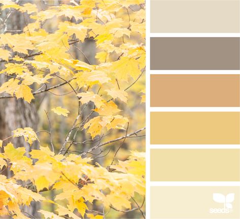 This is how you make your home cozy for Autumn Seeds Color, Color Palette Yellow, Brand Color Palette, Design Seeds, Color Palette Design, Colour Board, Fall Design, Coordinating Colors, Colour Schemes