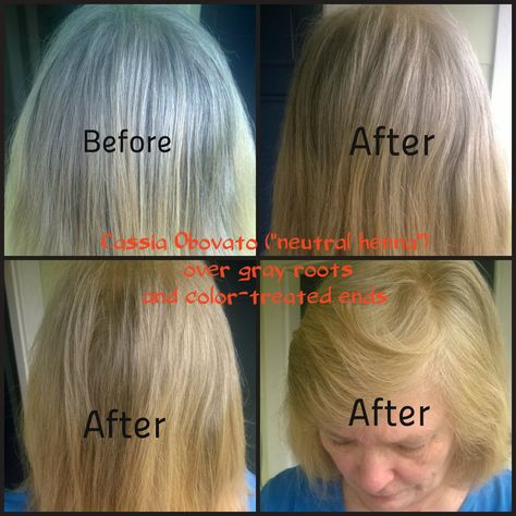 Applied Cassia to hair that was gray in the crown, but color-treated on ends. Will reapply to crown only in 1 week to see if colors will blend. Cassia Hair, Henna Hair Color, Grey Blonde Hair, Grey Blonde, Beauty Hair Color, Dyed Blonde Hair, Henna Hair, Dyed Natural Hair, Hair Rinse