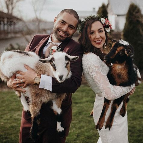 797 Likes, 14 Comments - Junebug Weddings (@junebugweddings) on Instagram: “Regram @jordanvoth // Stephanie ＋ Michael brought along their two goats, Fluffy & Jack, to walk…” Goat Ring Bearer, Amazing Wedding Photos, Indie Wedding, Ring Bearers, Rustic Wedding Inspiration, Winter Wedding Inspiration, Dress Hairstyles, Wedding Photo Inspiration, Junebug Weddings