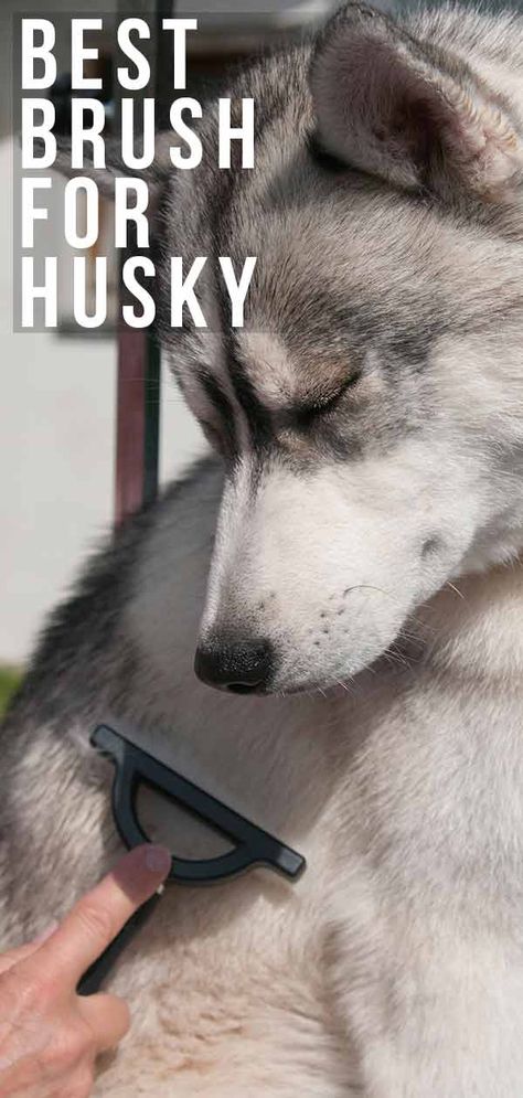 American Husky, Husky Quotes, Husky Grooming, Husky Training, Huskies Sled, Husky Breeds, Beautiful Exterior, Husky Lover, My Husky