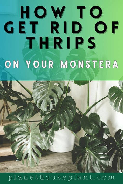 Monstera deliciosa are a thrips magnet and it can be a pain trying to get rid of them. Thrips are one of the more tenacious houseplants pests, and they can become immune to pesticides, so I've given you multiple options for thrips eradication, as well as my favourite method, which is using predatory mites to eat thrips Thrips How To Get Rid Of, Thrips On Houseplants, Monstera Deliciosa Care, Monstera Plants, Plants Care, Pest Prevention, Insecticidal Soap, Toxic Relationship, Plant Information