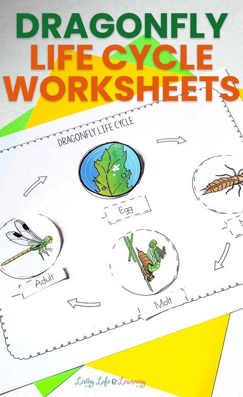 Dragonfly Activities, Dragonfly Anatomy, Dragonfly Life Cycle Preschool, Dragonfly Life Cycle, Life Cycles Kindergarten, Butterfly Life Cycle Craft, Life Cycles Preschool, Ladybug Life Cycle, Cycle For Kids