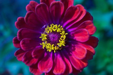 What does the color of a zinnia flower represent? Learn more about the symbolism of these vibrant blossoms on UniGuide. #zinnia #colorpurple #flowers #flowermeanings #victorian #symbols Victorian Symbols, Meaning Tattoos, Zinnia Flower, Color Symbolism, Zinnia Flowers, Flower Meanings, Color Meanings, World Of Fantasy, Spiritual Meaning