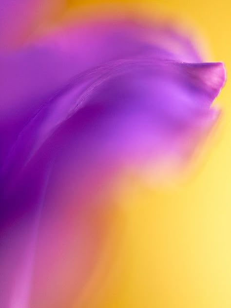 beautiful macro flower Deco Violet, Violet Aesthetic, Yellow Violet, Macro Flower, Purple Themes, Yellow Art, Purple And Yellow, Color Harmony, Yellow Aesthetic