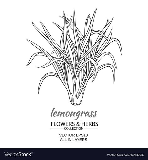 Potting Ideas, Lemongrass Plant, Grass Drawing, Cottage Core Art, Essential Oil Labels, Tools List, Plant Tattoo, Plant Vector, Drawing Activities