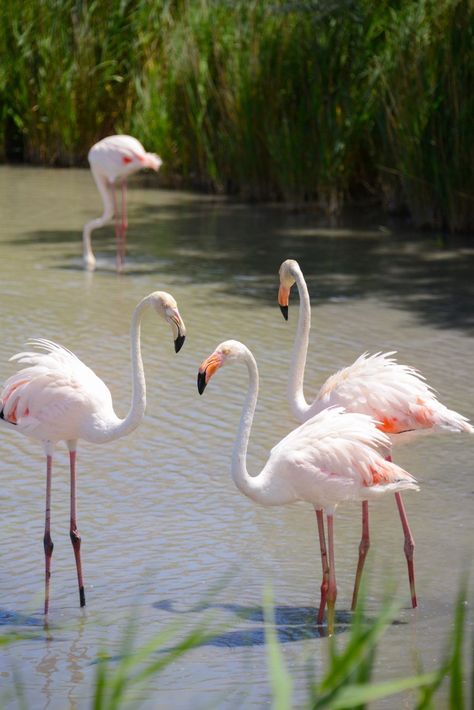 Flamingos in the Camargue - Places to Photograph in Provence, France African Animals Photography, Provence Garden, White Flamingo, Animals Photography, River Delta, Travel France, Daisy Painting, Provence France, Global Travel