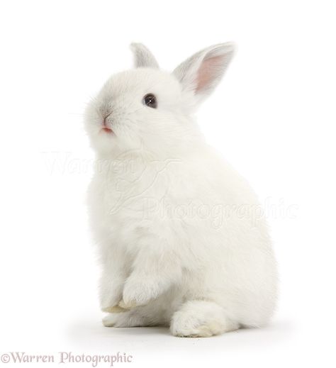 Rabbit Sitting, All About Rabbits, Rabbit White, White Bunnies, Rabbit Photos, Bunny Images, Bunny Tattoos, Amazing Animal Pictures, Palace Pets