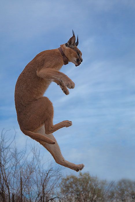 Ninja - Caracal in the air Big Floppa, Animal Poses, Cat Jumping, Caracal Cat, Cat References, Small Wild Cats, Cat Anatomy, Sketchbook Inspo, Art And