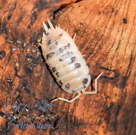 Hermit Crab Food, Crab Food, Small Animal Treats, Woodlice, Animal Treats, Japanese Painted Fern, Pill Bug, Creepy Animals, Hermit Crabs