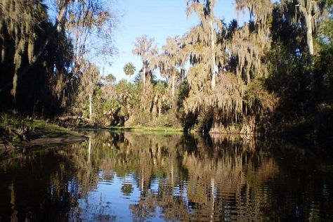 Peace River (Florida) - 2020 All You Need to Know BEFORE You Go (with Photos) - Tripadvisor Peace River, Florida Style, Trail Hiking, Site Words, Hiking Trails, Vacation Trips, Trip Advisor, Orlando, Need To Know