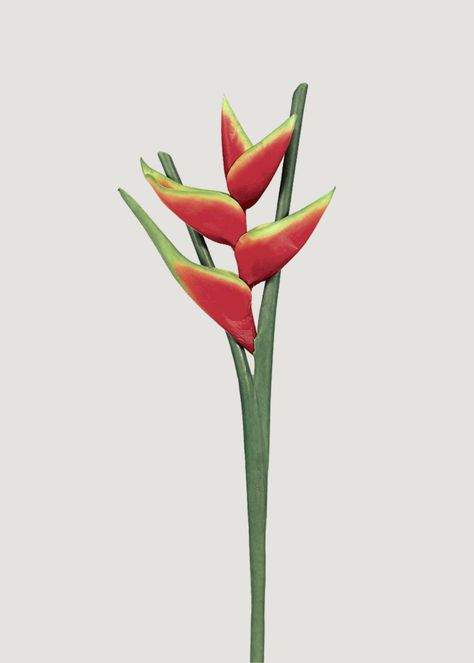 Artificial Tropical Flowers | Fake Orchids at Afloral Heliconia Flower, Tropical Floral Arrangements, Tropical Flower Plants, Burst Of Color, Flowers Plants, Tropical Floral, Blooming Flowers, Tropical Paradise, Fake Flowers