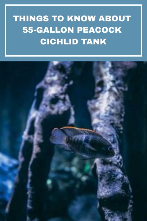 If you're looking to keep a peacock cichlid as a pet, you'll need to know their water requirements. In a 55-gallon aquarium setting, there are typically 8-9 cichlids. Read more to know things about 55-gallon peacock cichlid tank. #peacockcichlid #freshwaterfish #aquariumfish 55 Gallon Aquarium, Cichlid Tank, 55 Gallon Tank, Goldfish Aquarium, Cichlid Aquarium, Mother Feeding, Aquarium Maintenance, Aquarium Supplies, Freshwater Aquarium Fish