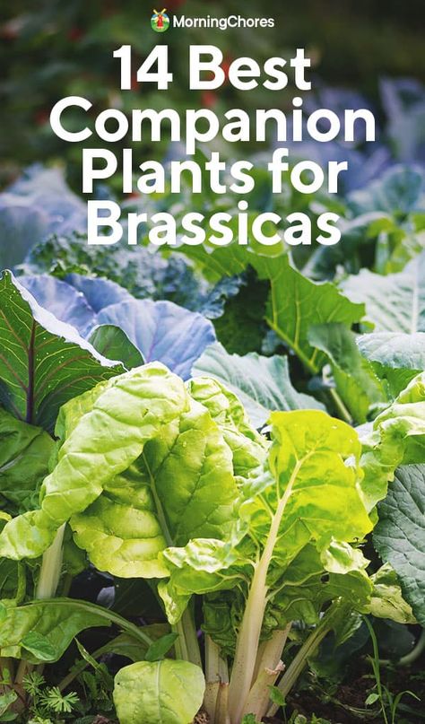 Growing Cabbage, Cabbage Broccoli, Best Companion Plants, Companion Gardening, Garden Companion Planting, Vegetable Benefits, Companion Plants, Growing Veggies, Planting Plan