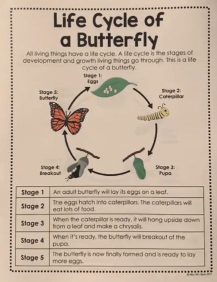 Types Of Reptiles, Science Chart, Poster Science, Types Of Energy, Science Concepts, Science Anchor Charts, Mini Posters, Science Words, Matter Science