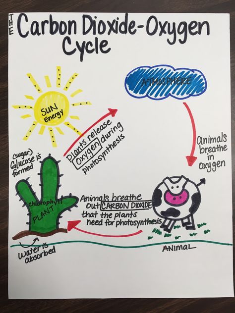 Science-The Carbon-Dioxide Oxygen Cycle Carbon Dioxide Oxygen Cycle, Carbon Dioxide Cycle, Oxygen Cycle, Coordinates Math, Cycle Drawing, Cycle For Kids, Gcse Chemistry, Science Anchor Charts, Nitrogen Cycle