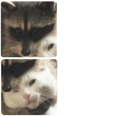 Raccoon And Cat Matching Pfp, Matching Raccoon Pfps, Racoon Matching Pfp, Raccoon Matching Pfp, Raccoon And Cat, Cat Matching Pfp, Pfp Ideas, Hippie Wallpaper, Racoon