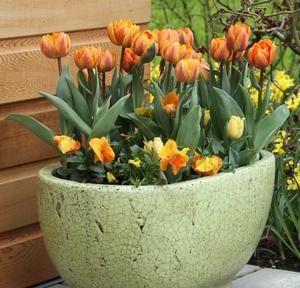 HOW TO: Growing spring bulbs in warm climates. Planting Spring Bulbs In Fall, Orange Flower Names, Chinese Lanterns Plant, Spring Bulb Meadow, Types Of Oranges, Longfield Gardens, Peruvian Lilies, Asclepias Tuberosa, Spring Flowering Bulbs