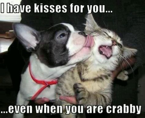 Crabby cat Funny Dog Pictures, Dog Memes, Dog Stuff, Bones Funny, Animals Friends, Crazy Cats, Dog Pictures, Funny Cute, Puppy Love