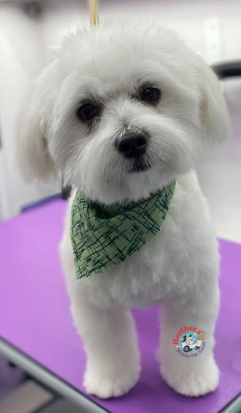 Maltese Dogs Haircuts, Maltipoo Haircuts, Maltese Haircut, Cats Tips, Dog Dye, Dogs Tattoo, Cute Fluffy Puppies, Yorkshire Dog, Bichon Dog