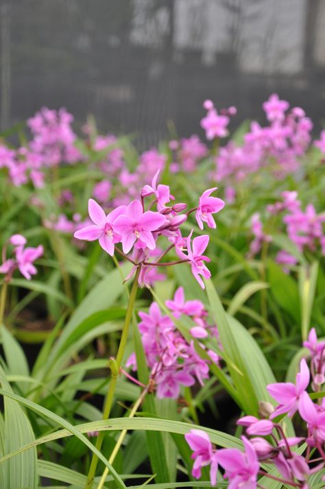 Ground Orchids Landscaping, Spathoglottis Plicata, Australian Orchids, Ground Orchids, Lady Slipper Orchid, Florida Plants, Art Restaurant, House Yard, Orchid Purple