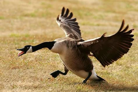 Wild Landing Geese Pictures, Goose Pictures, Duck Running, Flying Goose, Swan Pictures, Animal Studies, Funny Goose, Canadian Geese, Running Fast