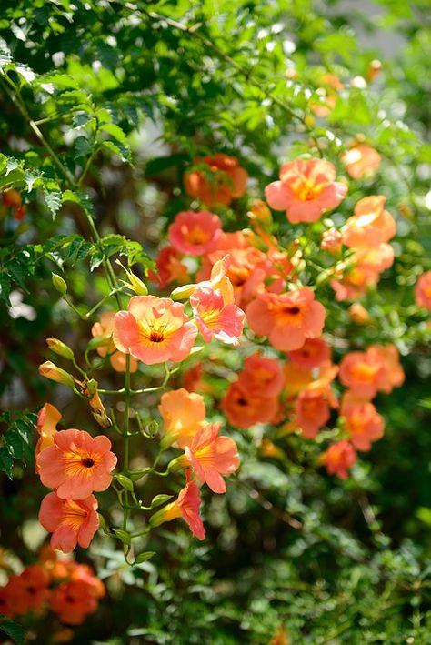 Hummingbird Vine, Campsis Radicans, Cypress Vine, Narcissus Bulbs, Creeping Vines, Trumpet Vine, Organic Compost, Bulbs Indoor, Soil Layers