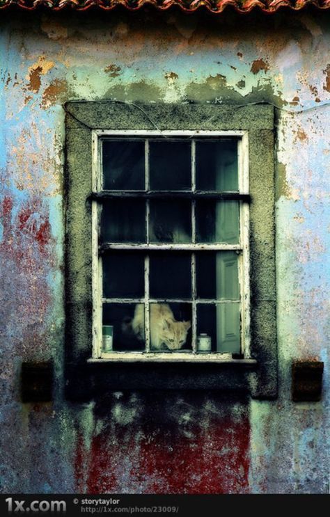 Decay Photography, Urban Decay Photography, Decay Art, Derelict Buildings, Growth And Decay, Building Photography, Looking Out The Window, Beautiful Windows, Old Windows