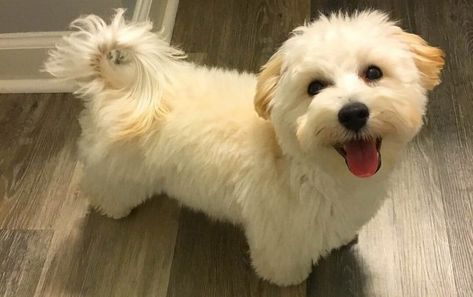 Maltipoo Haircuts: Grooming Tips and Styling Suggestions Maltipoo Haircuts, White Dog Breeds, Maltese Poodle Mix, Maltipoo Dog, Maltese Poodle, Puppy Cut, Dog Haircuts, Designer Dogs, Maltipoo Puppy