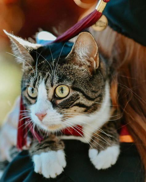 Animal Science Graduation Pictures, Senior Picture Ideas With Cat, Cat Senior Pictures, Senior Pictures With Cat, Funny Graduation Pictures, Creative Graduation Pictures, Cat Graduation, Nursing School Graduation Pictures, Grad Picture Ideas