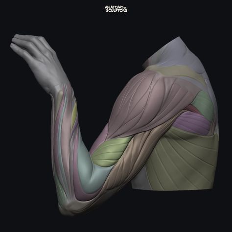 Muscles underneath the skin directly influence the surface forms of the arm. Observe and compare how the color-coded muscle model matches the realistic scan of this bent and pronated male arm.    https://anatomy4sculptors.com/ Anatomy Books For Artists, Upper Limb Anatomy, Anatomy For Sculptors, Zbrush Anatomy, Arm Anatomy, Human Anatomy Reference, Arm Muscle, Hand Anatomy, Foot Anatomy