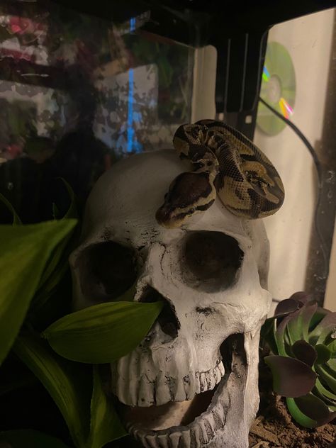 Gothic Snake Enclosure, Snake Asthetic Picture, Cute Pet Snake, Pet Snake Enclosure, Aesthetic Snake Enclosure, Cool Snake Enclosures, Snake Cage Ideas, Pet Snake Aesthetic, Snake Setup