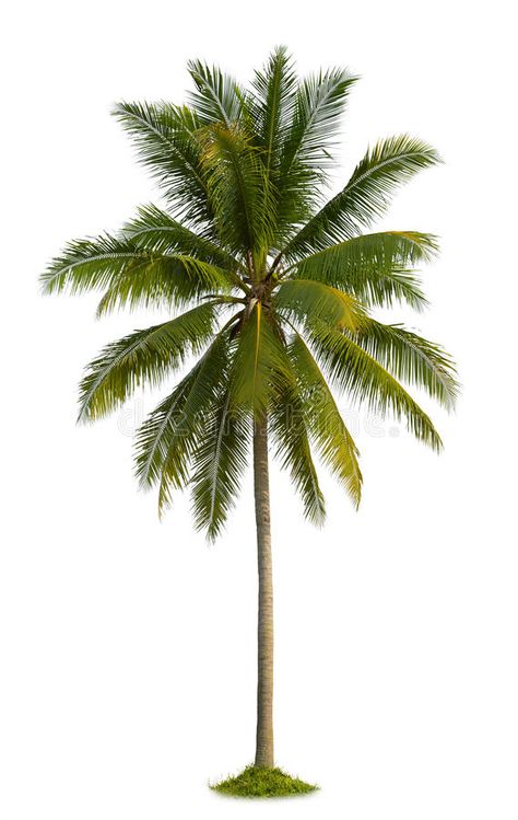 Palm Tree White Background, Coconut Tree Wallpaper, Tree Plan Photoshop, Coconut Background, Coconut Tree Png, Palm Tree Coconut, Palm Tree Drawing, Lukisan Lanskap, राधा कृष्ण वॉलपेपर