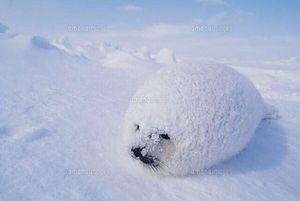 "My mom said when I grow up I could be anything! So I became a snow!" (It's from a meme) Baby Harp Seal, Cute Seals, Seal Pup, Baby Seal, Silly Animals, Kawaii Animals, Chow Chow, An Animal, Sea Animals