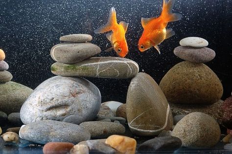 Goldfish Tank Ideas, Diy Aquarium Decor, Aquarium Chiller, Tanaman Air, Goldfish Aquarium, Cichlid Fish, Aquarium Rocks, Goldfish Tank, Cool Fish Tanks