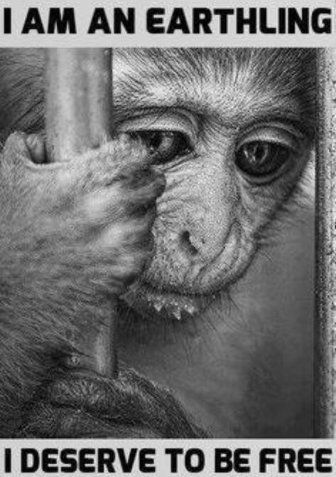 This monkey does deserve to be free! Animal Activism, Vegan Quotes, Why Vegan, Animal Liberation, Stop Animal Cruelty, Animal Advocacy, Vegan Animals, Save Earth, Animal Welfare