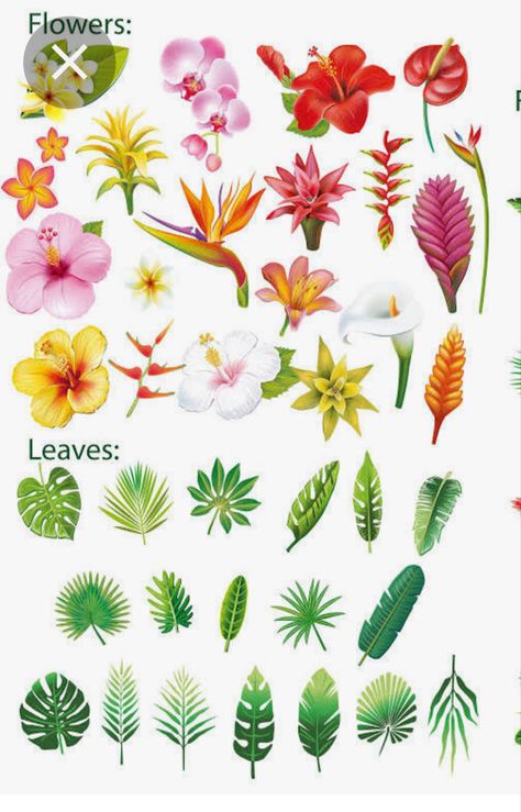 Types Of Hawaiian Flowers, Tropical Flower Clipart, Island Flowers Drawing, Rainforest Plants Drawing, Rain Forest Flowers, Jungle Flowers Illustration, Painting Tropical Flowers, Rainforest Flowers Drawing, Tropical Flowers Tattoo Design