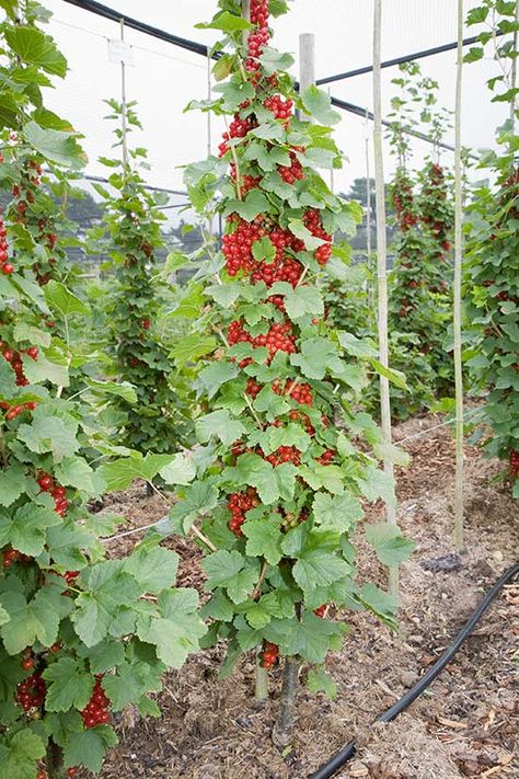 Espalier Fruit Trees, Fruit Tree Garden, Food Forest Garden, Berry Patch, Fruit Bushes, Strawberry Garden, Berry Bushes, Tree Garden, Strawberry Plants