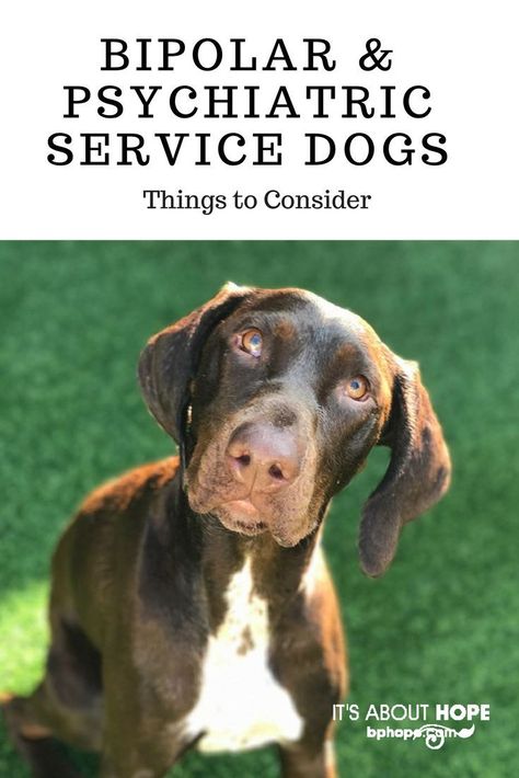 Psychiatric Service Dog, Psychiatric Services, Service Dogs Gear, Service Dog Training, Dog Tricks, Training Dogs, Emotional Support Dog, Dog Training Classes, Support Dog